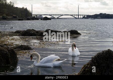 Cygnes dans la rade de Brest à Plougastel-Daoulas Banque D'Images