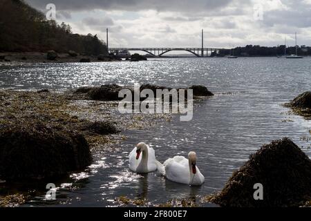 Cygnes dans la rade de Brest à Plougastel-Daoulas Banque D'Images