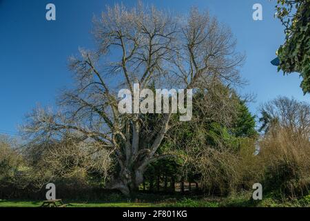 Peuplier noir natif, Populus nigra subsp. Betulifolia, croissant dans la plaine inondable, West Somerset. Banque D'Images