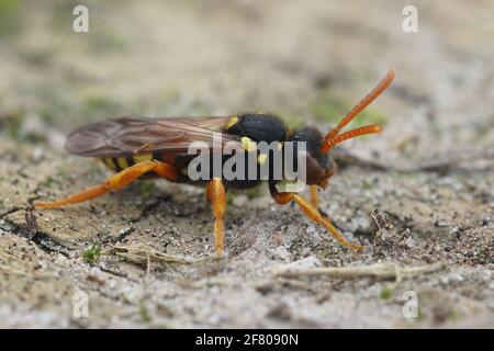 Gros plan d'une abeille femelle Painten Nomad, Nomada fucata debout sur le bois Banque D'Images