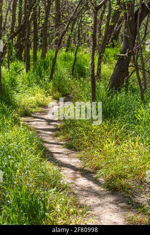 Sentier de randonnée Jean-Pierre Choteau le long de la rivière Neosho (Grand) au parc de la barbe de Cinkenbear à fort Gibson, Oklahoma. (ÉTATS-UNIS) Banque D'Images