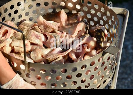 Les poissons traditionnels s'évaporent avec des morceaux entiers de corégone frais du lac Michigan pour être déposés dans le pot d'eau bouillante, comté de Door, Wisconsin, États-Unis Banque D'Images