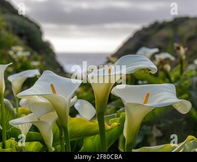 Calla Lily Valley en pleine floraison. Garrapata State Park, comté de Monterey, Californie, États-Unis. Banque D'Images