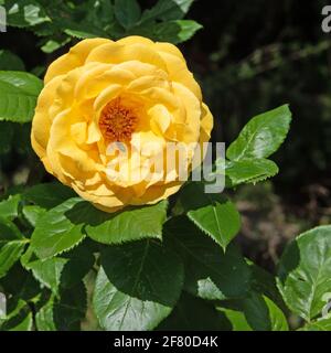 Fleurs roses nobles dans le jardin Banque D'Images
