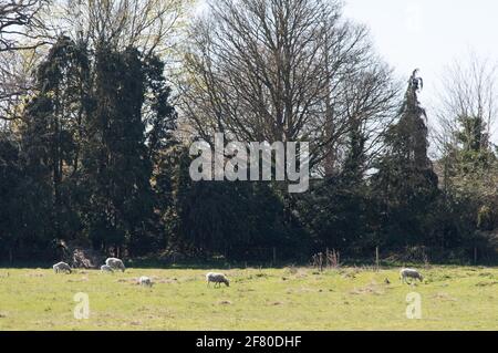 Moutons paître à l'abbaye St Michael's, Farnborough, Hampshire, Angleterre Banque D'Images