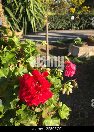 Magnifique géranium d'Ivy avec fleur rose, également connu sous le nom de géranium en cascade Banque D'Images