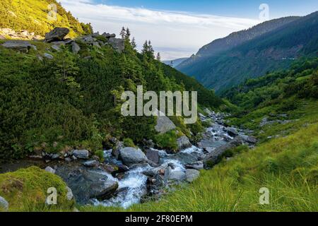 cours d'eau alpine de balea dans les montagnes. l'eau coule entre les pierres et les arbres. beau paysage d'été le matin. vue sur la vallée éloignée de Banque D'Images