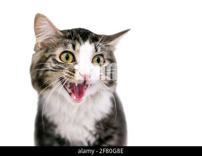 Un chat de tabby à larges yeux avec sa bouche ouverte dans un sifflement ou une miah Banque D'Images