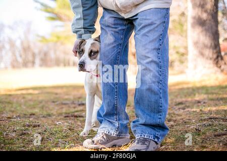 Un chien mixte timide se cachant derrière une personne avec une expression nerveuse sur son visage Banque D'Images