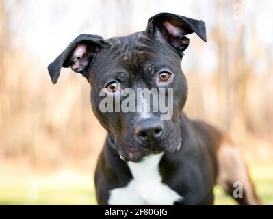 Chien mixte Pit Bull Terrier noir et blanc avec de grandes oreilles de disquettes et regarder la caméra avec une inclinaison de la tête Banque D'Images