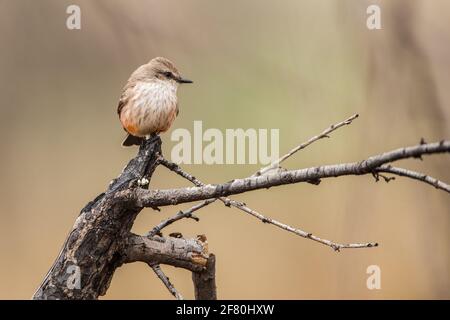 Mosquero Cardenalito, hembra . Cardenal .Cuenca del Rio San Pedro, Naturalia Banque D'Images