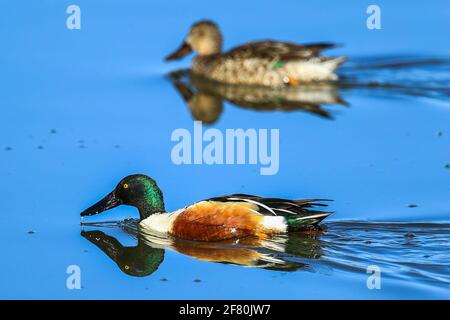 Canards, patos, pato-canard . Rancho los fresnos et le bassin de la rivière San Pedro a une grande biodiversité de la flore et de la faune, ce ranch est une propriété privée et une zone protégée par AC Naturalia. damm. Le lieu a un écosystème basé sur les pâturages (photo: Luis Gutierrez / NortePhoto.com) Rancho los fresnos y la Cuenca del Rio San Pedro tiene gran biodiversidad de Flora y faune, este rancho es una propiedad privada y area protegida por la AC Naturalia. El lugar cuenta con un ecosistema a base de Pastizales (Foto: Luis Gutierrez/NortePhoto.com) Banque D'Images