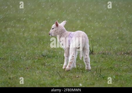 Gartness, Stirling, Écosse, Royaume-Uni. 10 avril 2021. Météo au Royaume-Uni - un agneau liche le lait de sa bouche après s'être nourri pendant une tempête de grêle en fin d'après-midi, avec de la neige et des températures en dessous de la prévision de gel nuit crédit: Kay Roxby/Alamy Live News