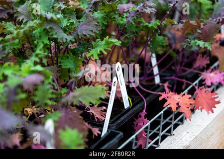 rouge violet et vert kale dans des pots à vendre avec description Banque D'Images