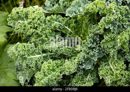 grand kale feuilles vert photo monochromatique Banque D'Images