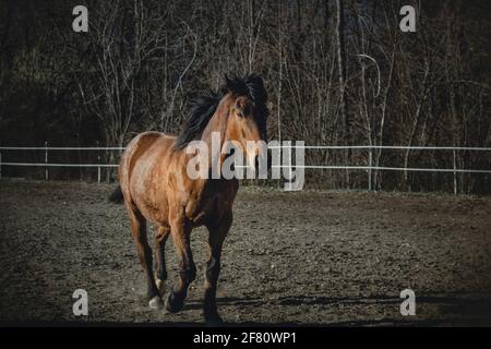 Le jeune cheval de châtaignier gallops librement dans un centre d'entraînement de cheval en automne. Banque D'Images