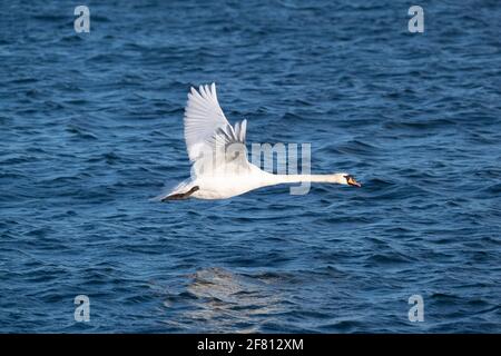 Helsinki / Finlande - 10 AVRIL 2021 : un gros plan du cygne blanc de whooper contre la mer bleue. Banque D'Images