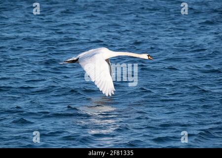 Helsinki / Finlande - 10 AVRIL 2021 : un gros plan du cygne blanc de whooper contre la mer bleue. Banque D'Images