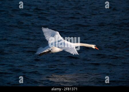 Helsinki / Finlande - 10 AVRIL 2021 : un gros plan du cygne blanc de whooper contre la mer bleue. Banque D'Images