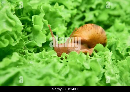 gros escargot vivant parmi les feuilles vertes de laitue Banque D'Images