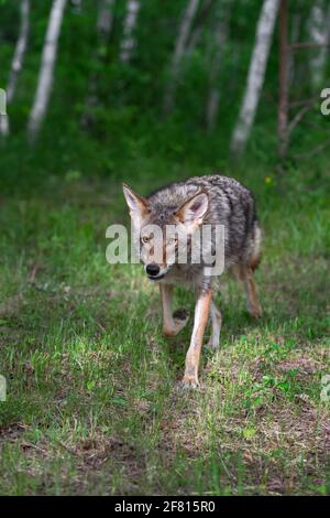 Coyote adulte (canis latrans) Trots avant de Forest Edge été - animal captif Banque D'Images