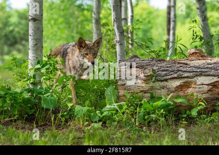 Coyote adulte (canis latrans) Trots passés Log In Forest Summer - animal captif Banque D'Images