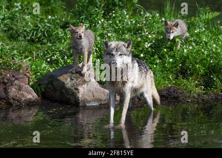 Loup gris (Canis lupus) Debout dans l'eau et les tasses regarder dehors de l'île été - animaux captifs Banque D'Images