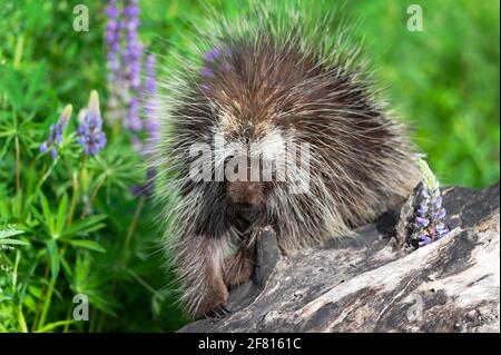 Porcupine (Erethizon dorsatum) Regarde Spur of Log Summer - animal captif Banque D'Images