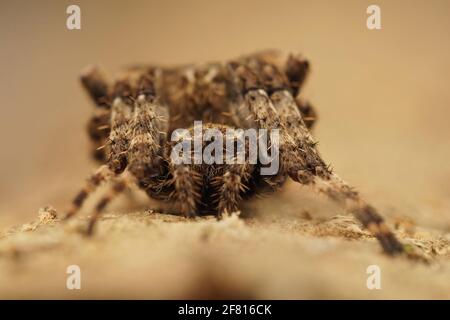 Gros plan d'une araignée inhabituelle sur le sol, Araneus Angulatus Banque D'Images