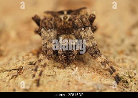 Gros plan d'une araignée inhabituelle sur le sol, Araneus Angulatus Banque D'Images