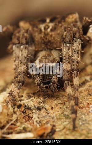 Plan vertical d'une araignée inhabituelle sur le sol, Araneus Angulatus Banque D'Images