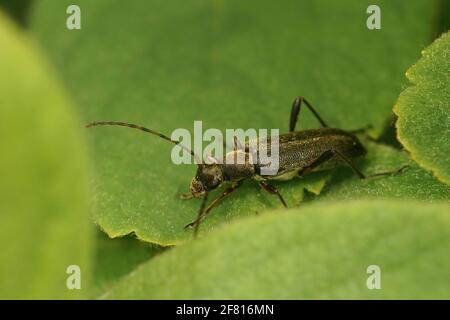 Gros plan d'un coléoptère de longhorn parmi les feuilles vertes - Grammoptera ruficornis Banque D'Images