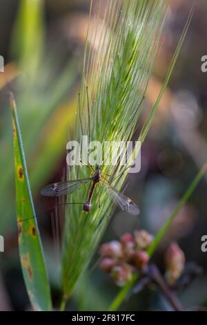 La mouche de grue est un nom commun faisant référence à tout membre de la famille des insectes Tipulidae. Banque D'Images