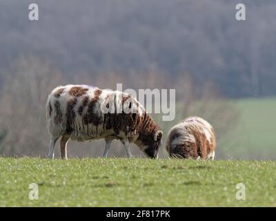 Un mouton Jacob de race rare brun et blanc qui broutage dans un champ des jardins du château de Wentworth à Barnsley, dans le Yorkshire du Sud. Banque D'Images