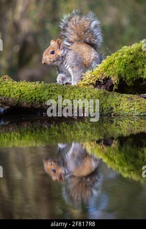 Écureuil gris [ Sciurus carolinensis ] sur la souche mossy par eau avec réflexion Banque D'Images