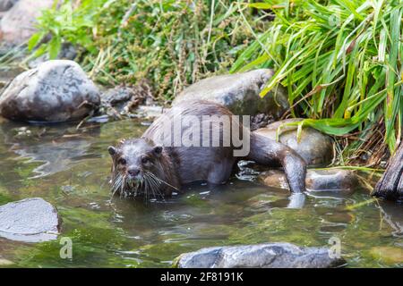 Otter asiatique captif à courte clawed [ Aonyx cinereus ] dans Le London Wetlands Centre Banque D'Images