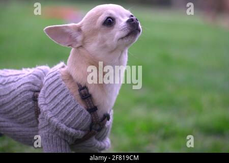 Gros plan d'un joli chihuahua portant un chandail violet sur fond vert flou Banque D'Images