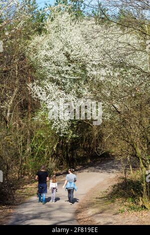 Famille de mère père et enfant marchant sur la route forestière sous le cerisier sauvage en fleur (Prunus avium) au printemps, Soproni-hegyseg, Sopron, Hongrie Banque D'Images