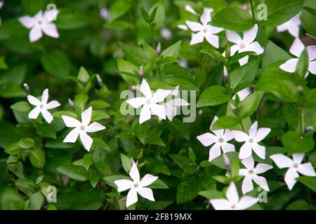 Periwinkle blanc Vinca Major 'Alba' au printemps dans le sud De France Banque D'Images