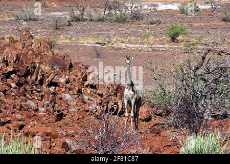 Une girafe sud-africaine solitaire dans le désert errant dans le paysage rocheux de Damaraland à Kunene, en Namibie du Nord. Banque D'Images