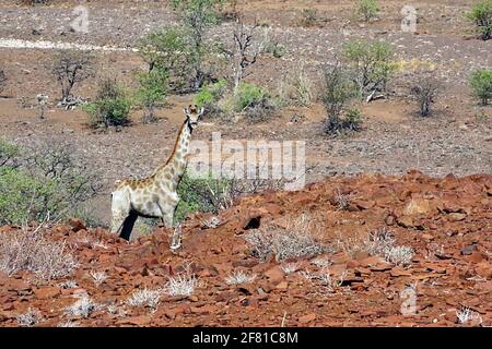 Une girafe sud-africaine solitaire dans le désert errant dans le paysage rocheux de Damaraland à Kunene, en Namibie du Nord. Banque D'Images