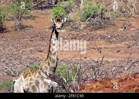 Une girafe sud-africaine solitaire dans le désert errant dans le paysage rocheux de Damaraland à Kunene, en Namibie du Nord. Banque D'Images