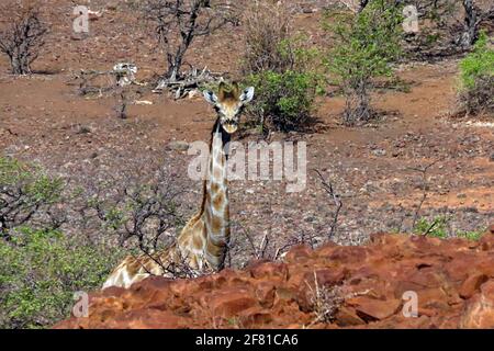 Une girafe sud-africaine solitaire dans le désert errant dans le paysage rocheux de Damaraland à Kunene, en Namibie du Nord. Banque D'Images