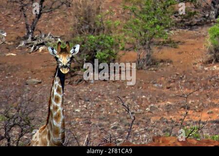 Une girafe sud-africaine solitaire dans le désert errant dans le paysage rocheux de Damaraland à Kunene, en Namibie du Nord. Banque D'Images