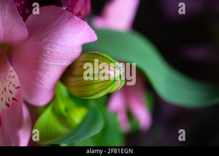 Gros plan macro bouton vert frais de fleur d'alstroemeria avec pétales roses, beauté dans la nature Banque D'Images