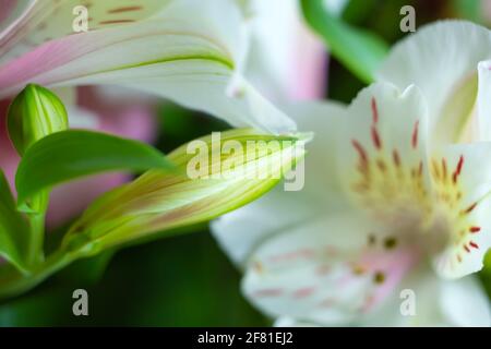 Fond floral avec bouquet de feuilles vertes fraîches et pétales blancs de fleur de lys d'Alstroemeria, photo macro horizontale, beauté dans la nature Banque D'Images