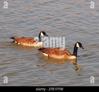 Paire de Bernaches du Canada, Branta canadensis, sur un quai situé sur un lac dans la région de la baie de San Francisco, en Californie Banque D'Images