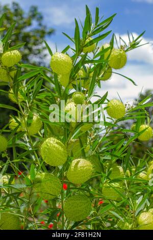 Boules de poivres ou bijoux de la famille Milkweed également connu sous le nom de plante de ballon ou de cygne, Gomphocarus physocarpus Banque D'Images