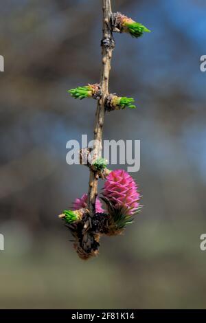 Une nouvelle croissance conique fraîche sur un mélèze commun (Larix decidua) qui vient de bourgeonner au début du printemps à l'Arboretum, Ottawa (Ontario), Canada. Banque D'Images