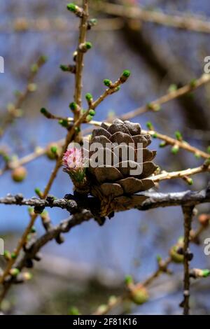 Des cônes anciens et nouveaux sur un mélèze commun (Larix decidua) viennent de bourgeonner au début du printemps à l'Arboretum, Ottawa (Ontario), Canada. Banque D'Images